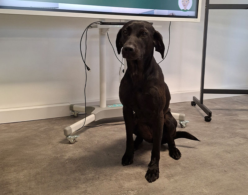 Bild-Verkehrsakademie-Groß-Hersbruck-Elsie-Hund